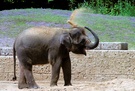 Junger Elefant ZO
