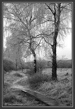 ND - Weg im Hohen Venn (01859)