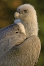 Geier Zoo Duisburg (ZO)