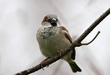 Spatz bessere Variante ND
