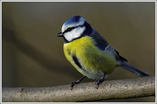 Blaumeise (Parus caeruleus)