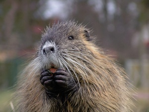 Nutria ND