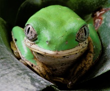 [zo]Lemurengreiffrosch