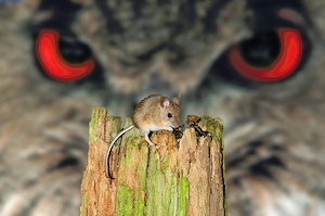 Uhu mit Waldmaus