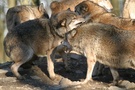 wolf ZO