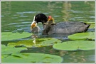 Blässhuhn (Fulica atra)