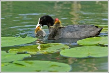 Blässhuhn (Fulica atra)