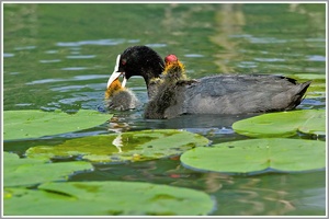 Blässhuhn (Fulica atra)