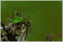 Punktierte Zartschrecke (Leptophyes punctatissima)