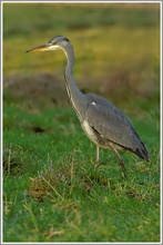 Graureiher (Ardea cinerea)