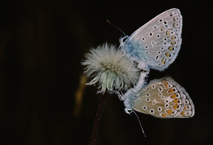 Blülinge-Copula