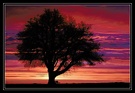 Sonnenaufgang bei meinen Lieblingsbaum ND
