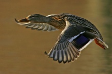 Ente im Flug ND