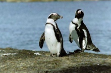 Pinguine