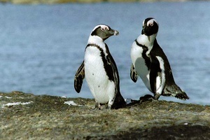 Pinguine