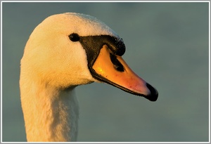 Höckerschwan (Cygnus olor)