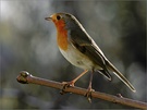 robin redbreast (KD)