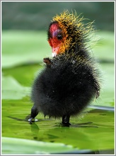 Blässhuhn (Fulica atra), Jungtier