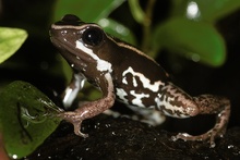 Phyllobates Lugubris [ZO]