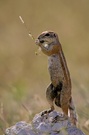 Erdhörnchen [ND]