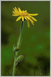 Arnika (Arnica montana), Fellhorn, Bayern