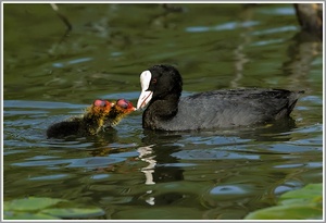 Blässhuhn (Fulica atra) mit Jungtier bei der Fütterung