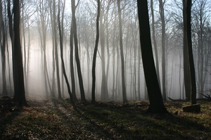 Nebelwand im Wald