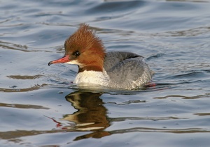 ND: Gänsesägerweibchen