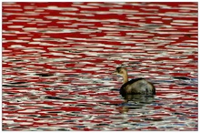 Zwergtaucher in Rot.