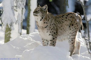 Luchs