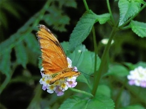 Schmetterling ND