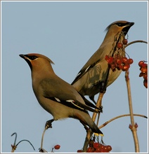 Seidenschwanz (Bombycilla garrulus)