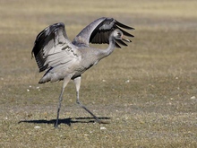 Kranich Jungvogel  (KD)