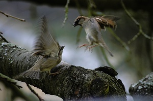 Streit im Kirschbaum  KD