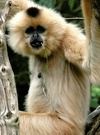 Gibbon ZO