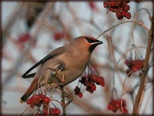 Seidenschwanz [Bombycilla garrulus] ND