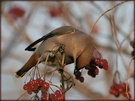 Seidenschwanz [Bombycilla garrulus] ND