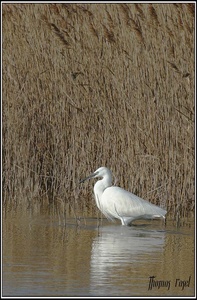 Überall in der Camargue