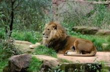 Löwe aus dem Ruhr ZOO