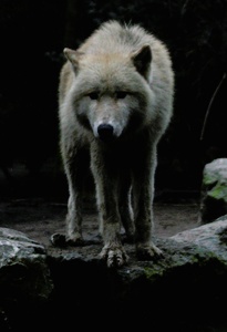 Wölfe im Düsburger ZOO 2