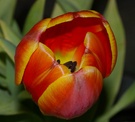 Tulpe