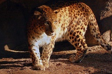 Panthera pardus japonensis