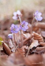 Leberblümchen (Hepatica nobilis)