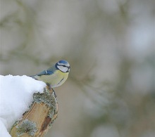 Auf Futtersuche...