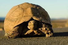 Landschildkröte [ ND]