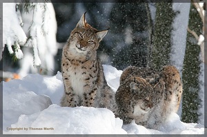 2 Luchse im Schnee ZO
