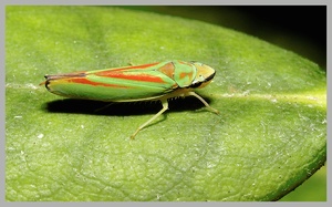 Rhododendronzikade ND