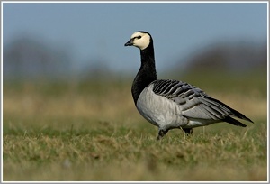 Weißwangengans (Branta leucopsis)