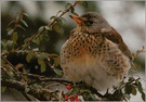 Wacholderdrossel (Turdus pilares) ND