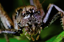Beisschreckenporträt